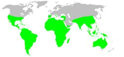 TARANTULA Araneae : Theraphosidae : 113 genera World wide Habitat tropical and desert regions; greatest concentration S America Terrestrial or arboreal, carnivorous, mainly nocturnal predators Wild