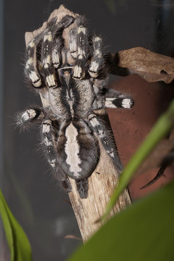 aggressive behavior. They are considered to be a relatively dangerous spider, with venom that may cause intense pain. This species builds funnel web nest in holes of tall trees.