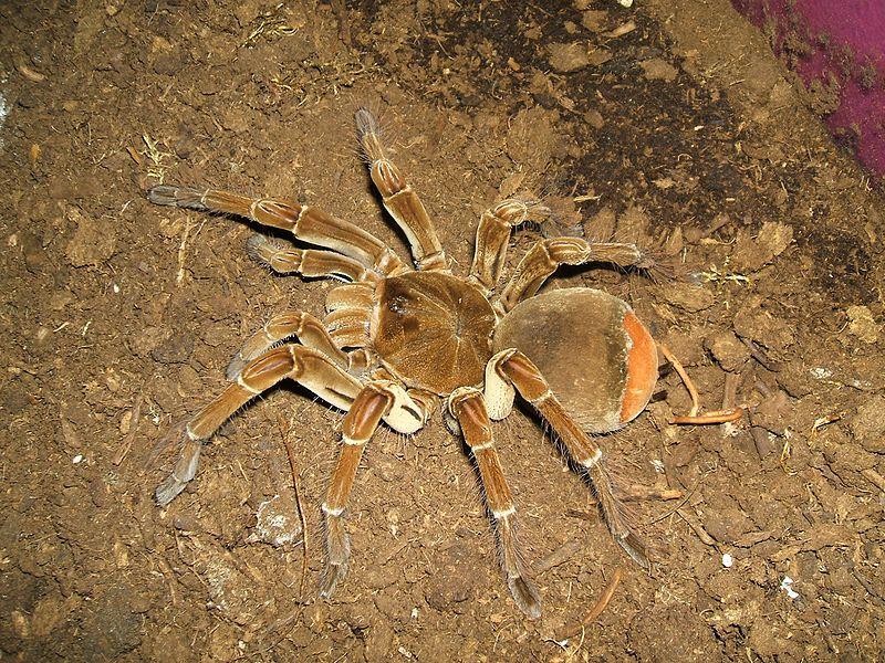 CHACO GOLDEN KNEE or GODEN STRIPPED TARANTULA Arachnida Araneae Theraphosidae Grammostola pulchripes Chile Tropical forests, prefer humidity levels 70+% Terrestrial, carnivorous Wild: crickets,
