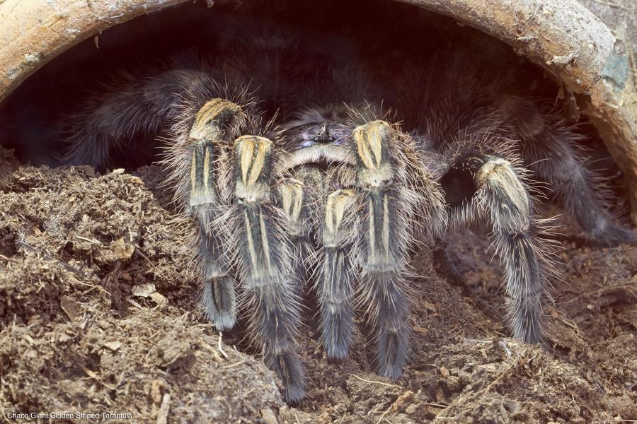begins to mature. Other: The body of the Chaco golden stripe tarantula is covered in light-colored and pink hair, while the legs bear unmistakable golden bands.