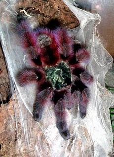 Like most New World tarantulas, they will kick urticating hairs from their abdomens if disturbed, rather than bite. When the tarantula needs privacy, e.g. when molting or laying eggs, the entrance is sealed with silk sometimes supplemented with soil and leaves.