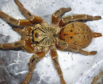 BABOON TARANTULA Arachnida Araneae Theraphosidae Pterinochilus murinus Angola, central, eastern and southern Africa Dry savanna scrublands where they are found in bushes and low trees, in burrows