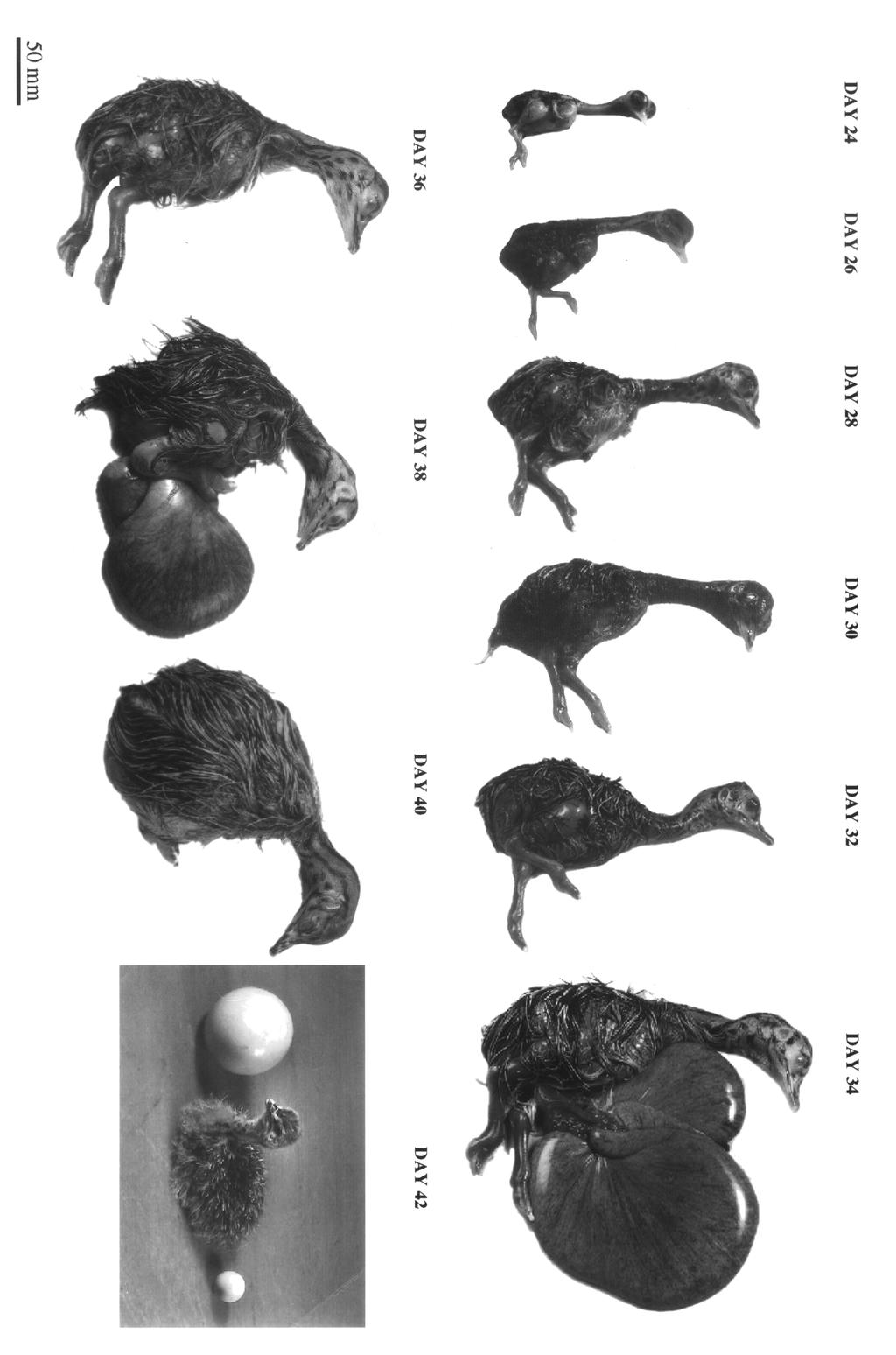 Fig. 1. Photographs of ostrich embryos throughout development, in two-day intervals. Scale bars are marked individually for embryos aged 4 22 days (dark background).
