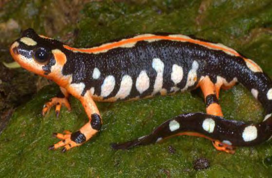 annual exhibit sponsorships IRANIAN NEWTS are thought to be nearly extinct in the wild, making the species an important conservation project at the Virginia Zoo.