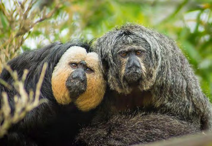 species, sloths, tortoises and several bird species. Left, a male and female Saki monkey.