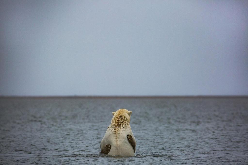Climate-induced behavioral changes influence exposure of polar bears to pathogens and contaminants T. Atwood 1, C. Duncan 2, K. Patyk 3, P. Nol 4, J. Rhyan 4, M. McCollum 4, M. McKinney 5, A.