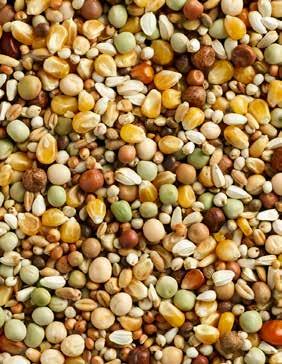5% Hempseed 0.5% Maria Thistle seed 0.5% Canaryseed 0.5% Millet yellow 0.5% Peeled oats 0.5% Black rapeseed 0.5% Analytical constituants Crude protein 14.06% Crude fat 5.78% Crude ash 2.