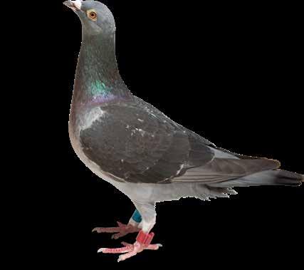 Quality - Experience - Success Natural Granen was established in 1936 by the brothers Noël and Robert Descheemaecker, pigeon racing champions in those days, and editors, since 1930, of a magazine on