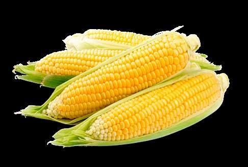 Natural s experts are indeed convinced that French Cribs maize offers a range of advantages: It is selected on site and only the finest batches are chosen.