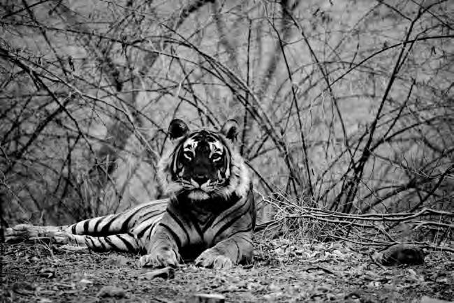 2003; Sanderson et al. 2006), Dinerstein et al. (2007) consider tiger poaching and habitat loss to have caused major recent decline. The global population is only c.