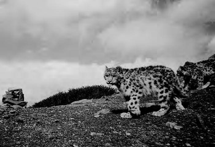 Dramatis personae: an introduction to the wild felids 25 Plate E Snow leopard Panthera uncia cubs. # Snow Leopard Conservancy. Mean Range Sample size Mean Range Sample size Weight (kg) 40.7 40 41.