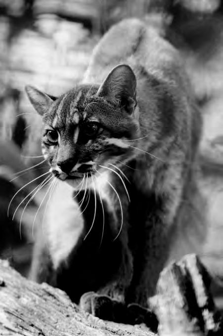 28 Biology and Conservation of Wild Felids Plate F Asiatic golden cat Pardofelis temminckii. # Alex Silwa.
