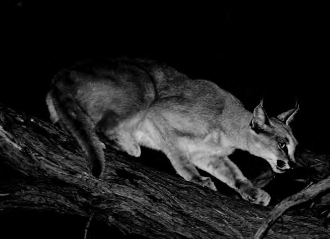 30 Biology and Conservation of Wild Felids Plate G Caracal Caracal caracal. # M. G. L. Mills. Mean Range Sample size Mean Range Sample size Weight (kg) 12.9 7.2 19 n = 77 10 7 15.