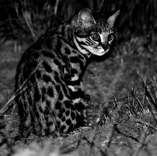 Kittens are independent after 3 4 Black-footed cat Felis nigripes (Burchell, 1825) The black-footed cat, Africa s smallest felid, is endemic to the short grasslands of southern Africa (Map 30), where