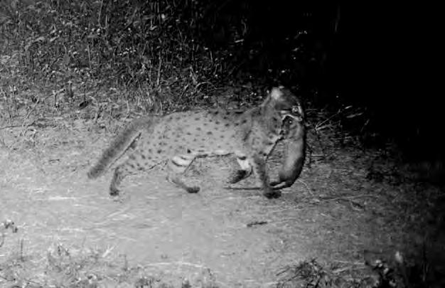 54 Biology and Conservation of Wild Felids Plate N Rusty spotted cat Prionailurus rubiginosus carrying a rat. # Vidya Athreya. Mean Range Sample size Mean Sample size Weight (kg) 0.9 0.8 1.1 n = 3 0.