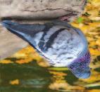 Wings often make a clattering noise when they take flight. Feral pigeon Similar to stock dove (see below) but highly variable in colour.