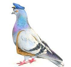 Personalising to your place Take a local walk around your place; become a pigeon spotter. Where do pigeons hang out?