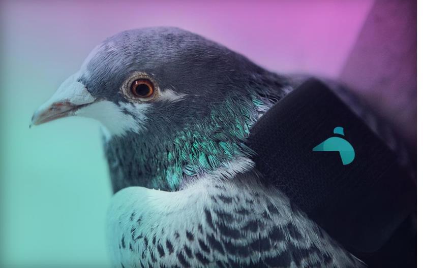 Pigeons and environmental issues @pigeonair Flock of racing pigeons equipped with pollution