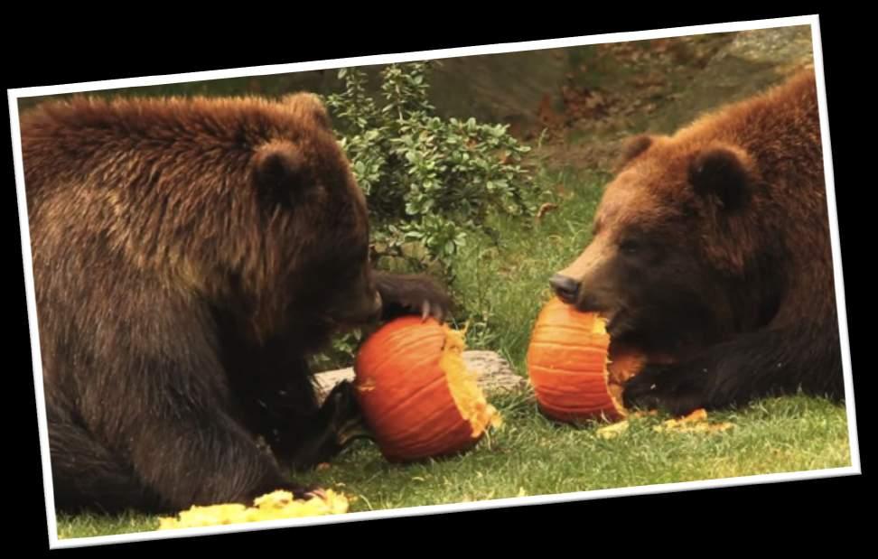 Wild lorem Welfare ipsum Bear dolor Pumpkins! Manipulation Investigative All bears love pumpkins.