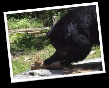 Wild Welfare Bear Enrichment lorem ipsum Portfolio dolor Enrichment for Bears Can Be.