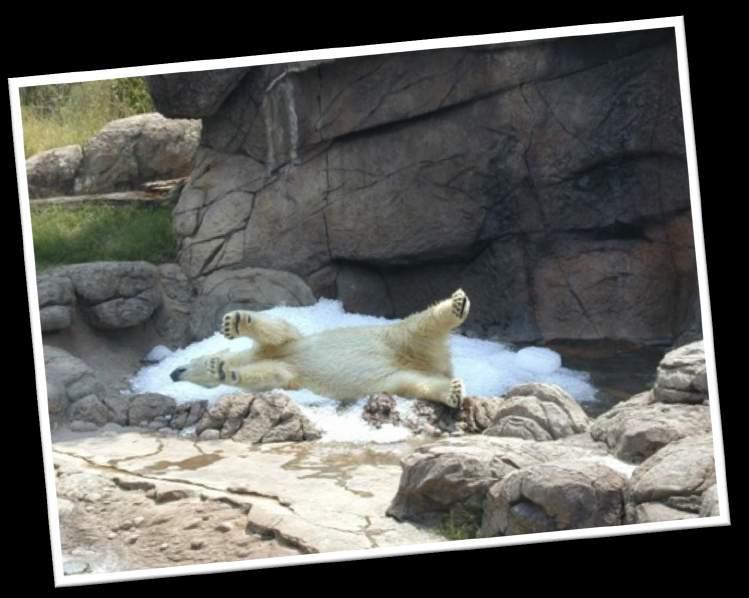 Below: Polar bear enjoying