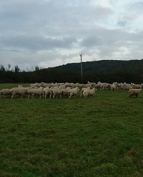 Sheep 300 ewes tupping in 2016 Increasing to