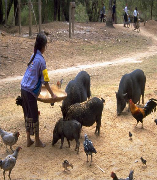 Type of livestock production (Cont ) Livestock production is firmly based
