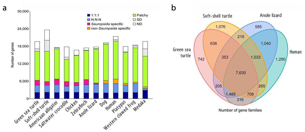 Features of predicted (GLEAN) gene sets for soft-shell turtle and green sea turtle, together with those of Western clawed frog, chicken and anole lizard (from Ensembl release 64) are illustrated.