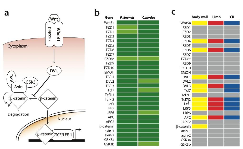 Supplementary Figure 21. Conserved molecular components of the Wnt signaling cascade are potential targets of mirnas. (a) A simplified scheme depicting a general β -catenin-dependent Wnt pathway 157.