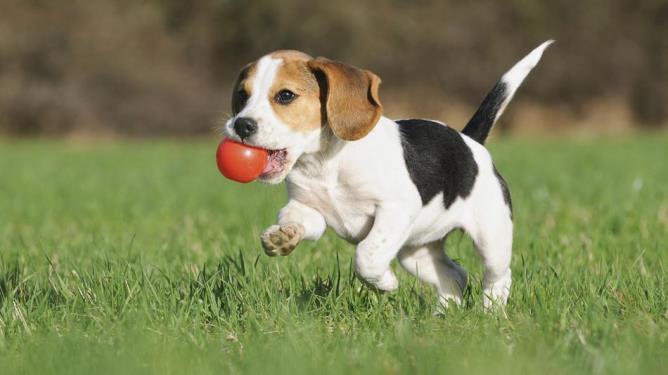 THE ROLE OF THE COURTS January 2015: after the discovery of more than 6000 beagle dogs dead into the facilities of Green Hill (kennel that bred beagles to be used in