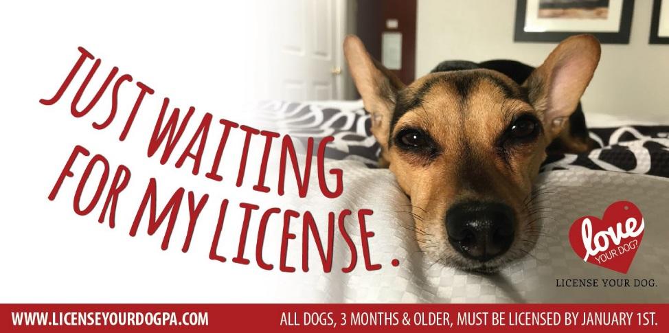 Time is running out! Get your dog licensed before January 1. (Insert your method for acquiring a dog license here online, mail-in form, come to the office, etc.