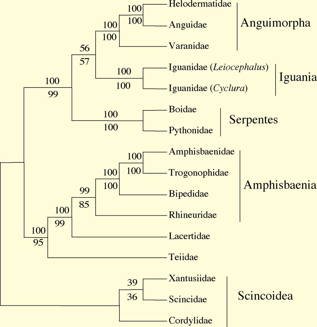 Supplementary Figure 1: Squamate molecular phylogeny.