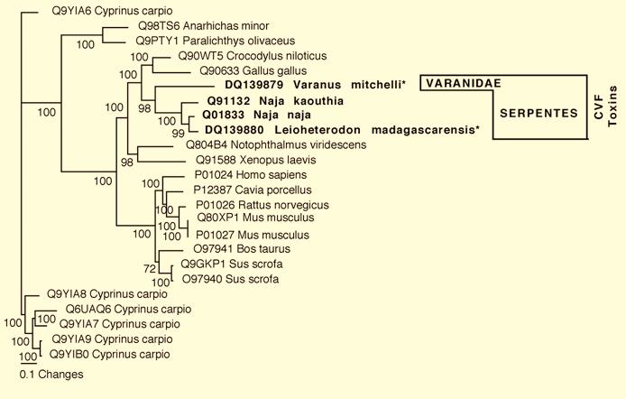 Supplementary Figure 5: Bayesian analysis of representative Cobra Venom Factor-related sequences.