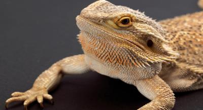 Bearded Dragon Pogona vitticeps LIFE SPAN: 4-10 years AVERAGE SIZE: 14-22 inches CAGE TEMPS: Warm side 78-90 0 F CAGE HUMIDITY: Low (desert dweller) Basking 95-100 0 F Cool side 68 0 F * If temp