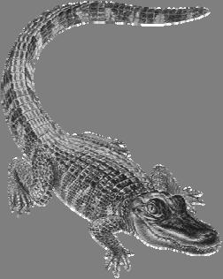 The American alligator is a reptile belonging to the family of crocodilians. There are only two types of alligator, the American alligator, and the Chinese alligator which is much smaller.