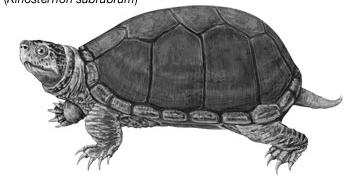 Headings and Trigger words Use this column to write down a heading and trigger words to summarise each paragraph. Mud turtles are freshwater turtles that spend most of their time in water.