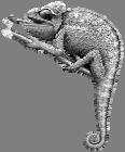 Headings and Trigger words Use this column to write down a heading and trigger words to summarise each paragraph. Lizards make up the largest group of reptiles.
