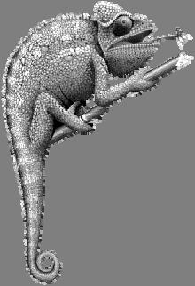 The Jackson s chameleon is an African chameleon belonging to the chameleon family of lizards.