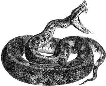 Example : SNAKES special jaws CREATING - Making improvements can swallow prey much bigger than its head 9.
