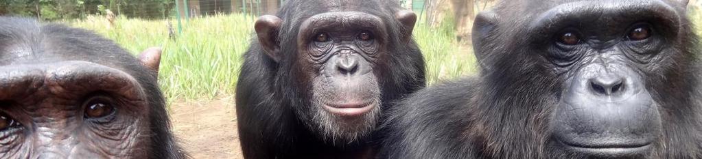 2 Report on Pro Wildlife Vet Dr Ainare Idoiaga mission at J.A.C.K. A - Foreword Jeunes Animaux Confisqués au Katanga (J.A.C.K.) is a chimpanzee sanctuary located South of the Democratic Republic of CONGO.