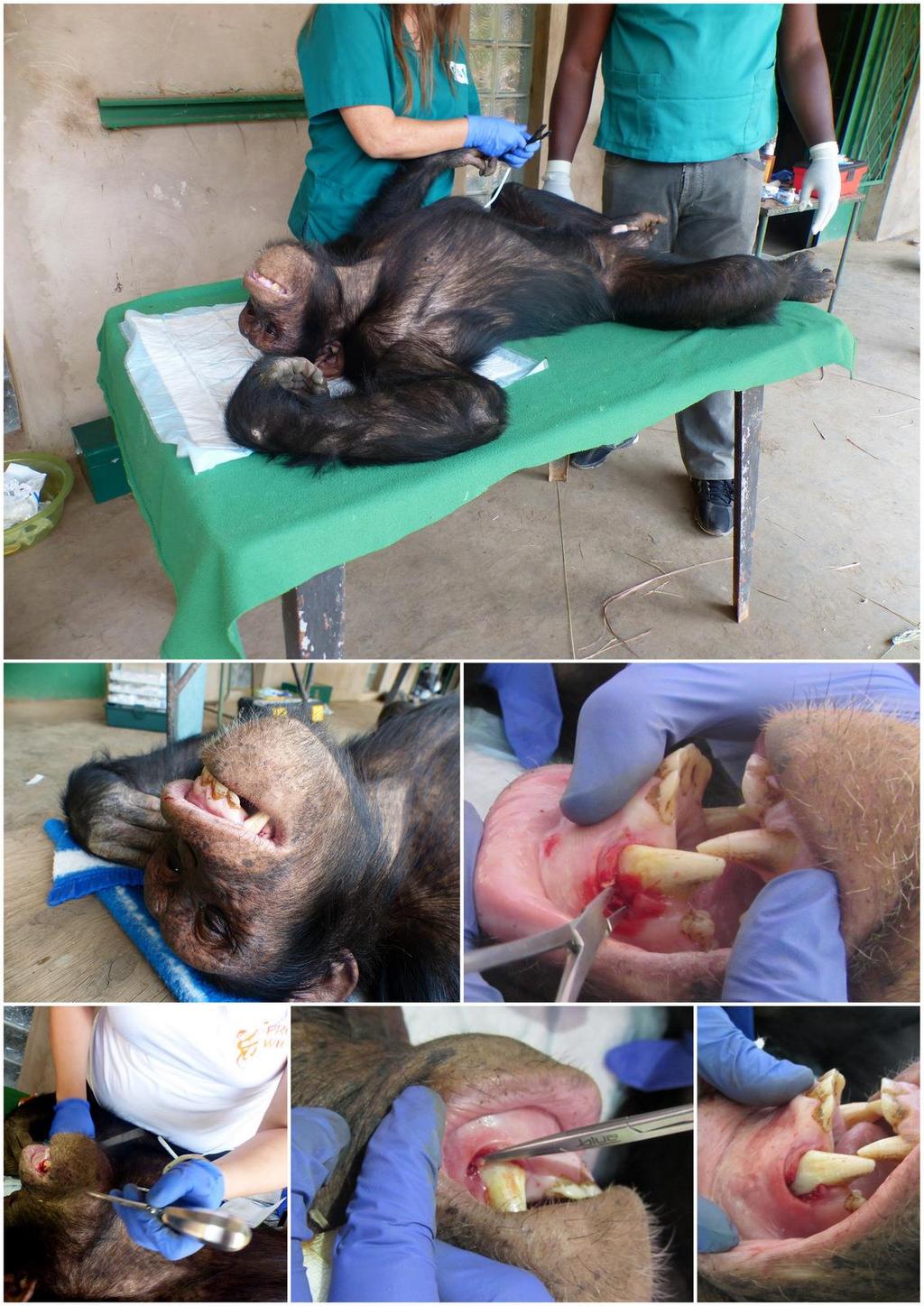 2/ PASA, a male of about 10 years old, had teeth issues and his face had recently swollen so badly he could hardly eat Dr Ainare checked the upper right canine whose tooth gum was red and irritated.