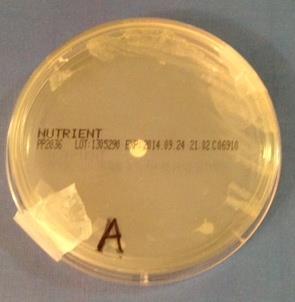 Results and Discussion Generation 1: Petri Dish Zone of inhibition (cm) Antibiotic A 2.4 Amoxycillin with potassium clavulanate This is Generation 1. It only consists of one Petri Dish.