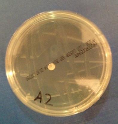 Figure 4: Petri dish A2 new second generation control dish with Amoxycillin/potassium clavulanate antibiotic disc Generation 3: Petri Dish Name Zone of inhibition (cm) Antibiotic Drop in zone of