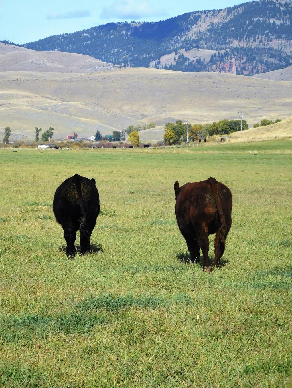 November 2017 Dear Cattlemen, Maternal Power Bull Sale December 5th thru 13th, 2017 At the Ranch - Drummond, Mt 1516E Our family here at Parke Ranch would like to welcome you to our second silent