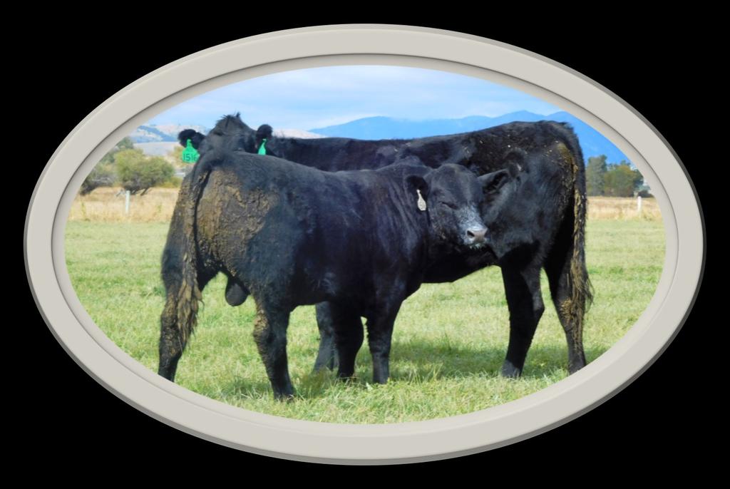 We feel that this silent auction sale format over several days allows you to view the sale bulls and cow herd at your convenience.