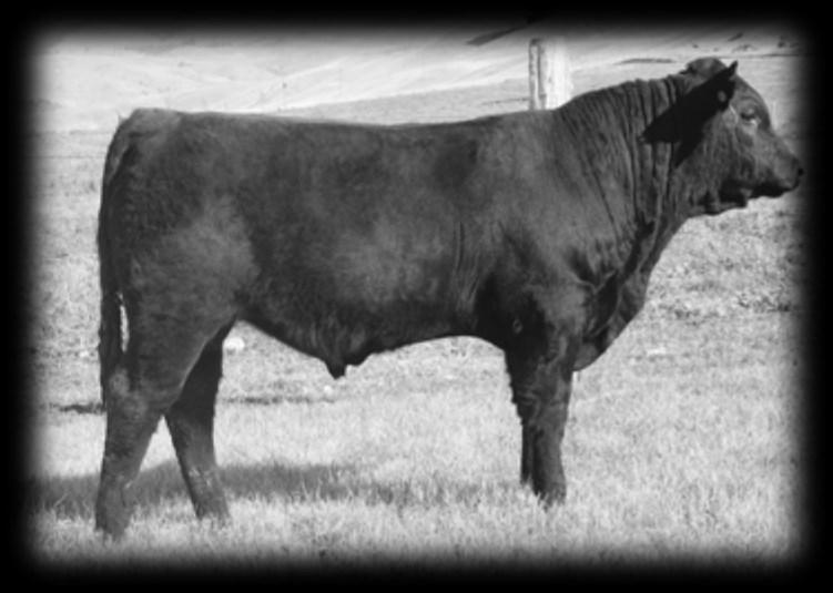 powerful. * He and his dam were shown by our son, Scott, at our fair this summer and received a purple ribbon.
