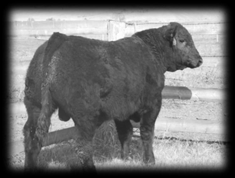 2 WW 52 YW 96 MWW 47 Milk 21 Dam s Prod: BW 2@ 85 lbs WW 2@ 106 * Expert is a balanced well made bull that has good thickness.