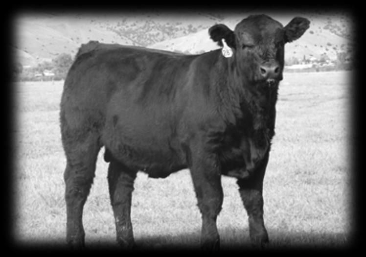 * Bullseye calves are consistent in their thickness and shape. 364E PRK Eureka 364E $3500 HomBlk P/S 52.