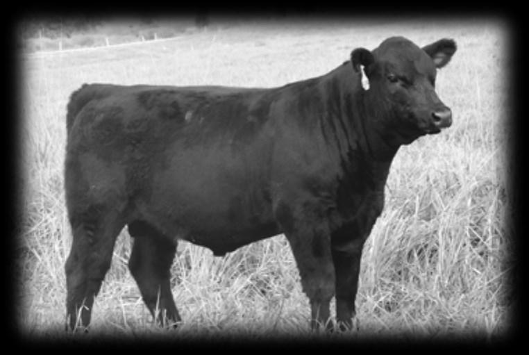 3 WW 54 YW 98 MWW 50 Milk 23 Dam s Prod: BW 3@76 lbs WW 3@106 * Elite is a long, stout made red bull with great thickness and easy going personality * He is the highest weaning bull in the sale * His