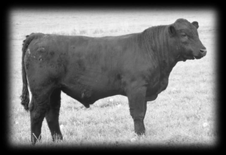 2017 PRK Elway 271E $3500 Dam s Prod: BW 2@89 llbs WW 2@103 * Here is a smaller framed bull that still has a lot of thickness and a powerful hip and quarter.